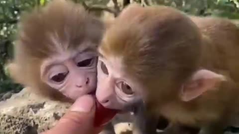 Cute Baby Animal