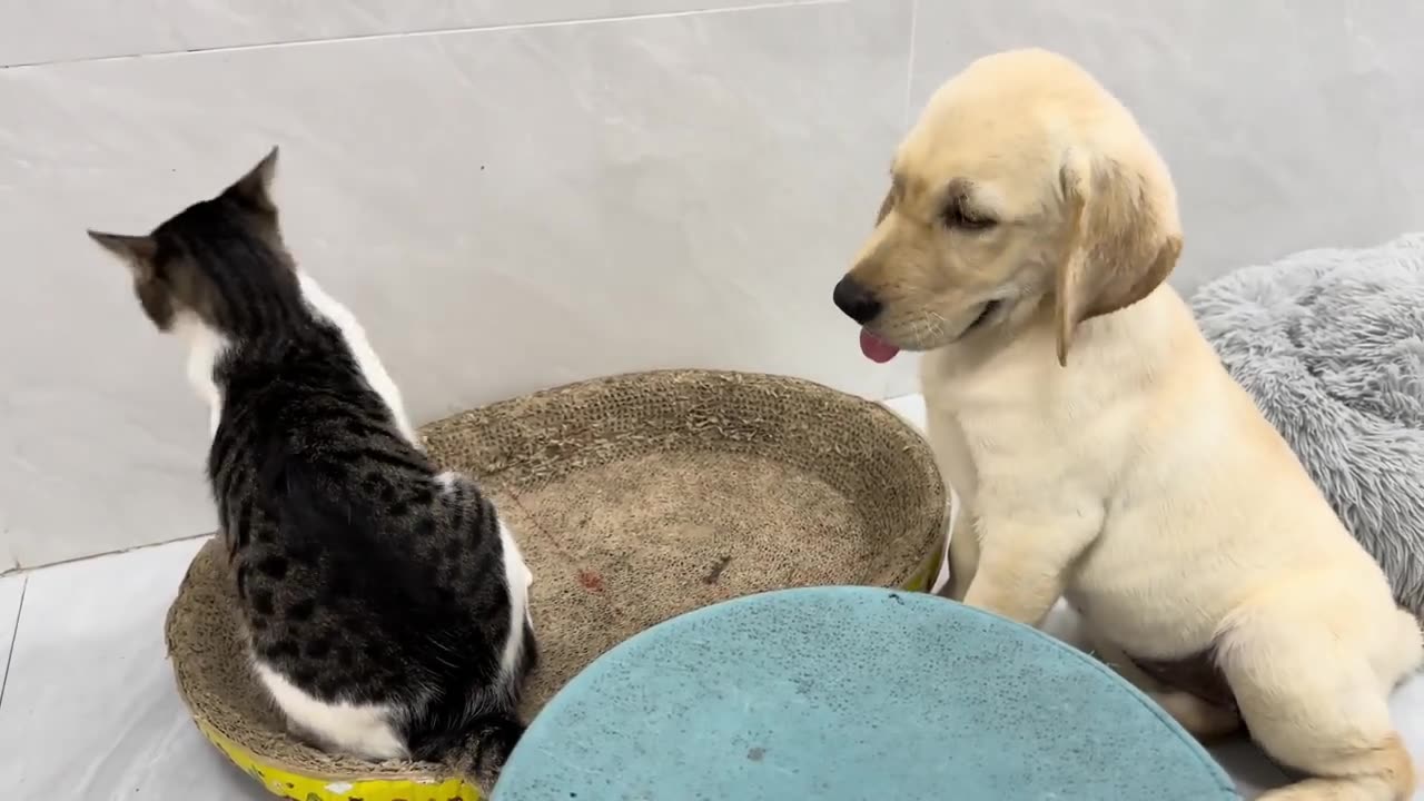 Dog and cat funny video