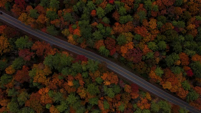 Beautiful Forest in Autumn, Colorful Trees in Yellow, Green and Red Shades, 4k Ultra HD.