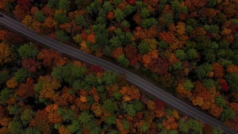 Beautiful Forest in Autumn, Colorful Trees in Yellow, Green and Red Shades, 4k Ultra HD.