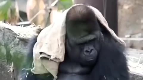 Funny animal videos that will make you laugh until you cry