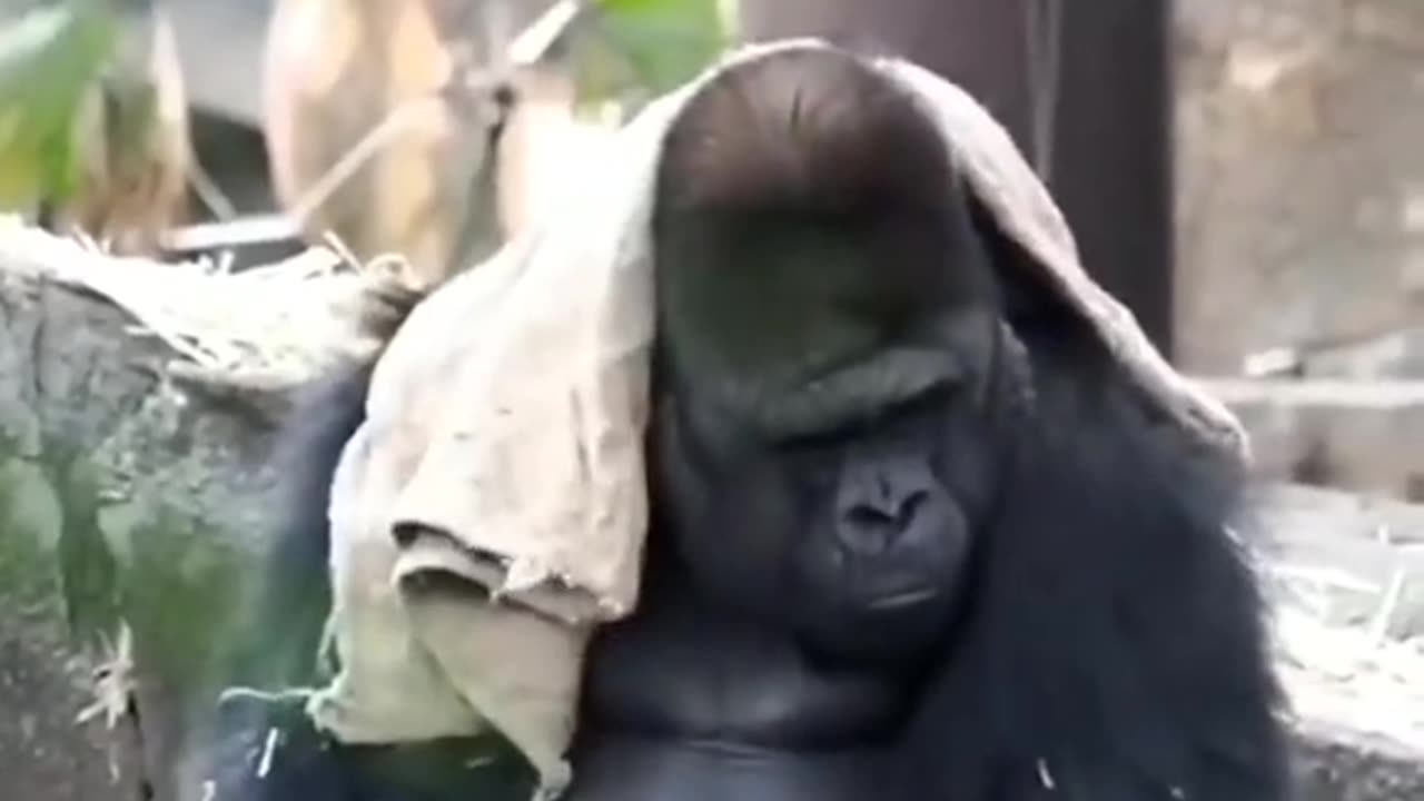 Funny animal videos that will make you laugh until you cry