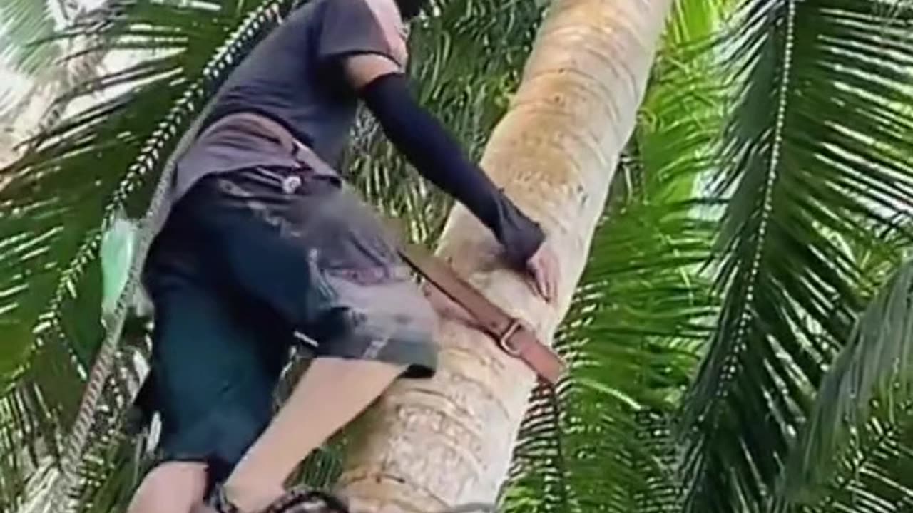 tools for climbing coconut trees