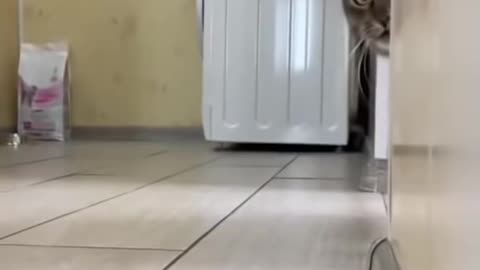 cats most viral video