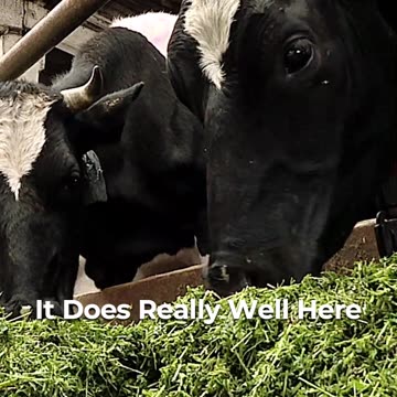 🌱✨ Unravel The Bountiful Gardening Rewards 🌾