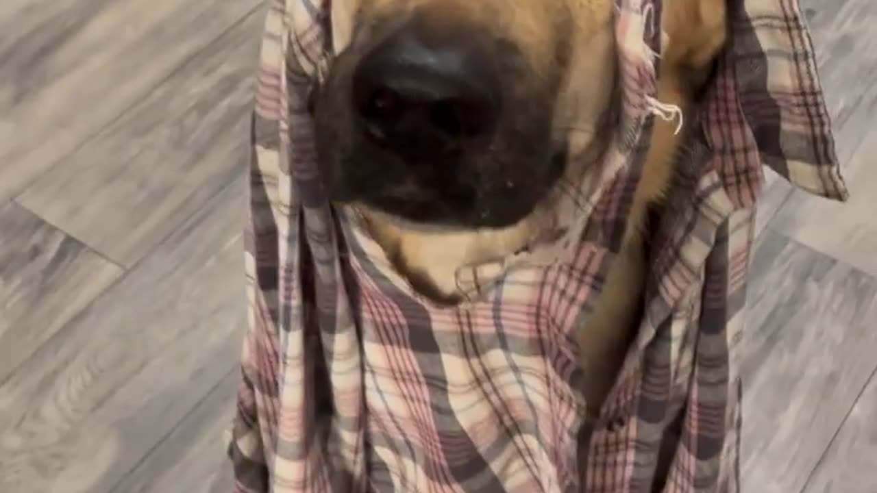 Kangal Chewed Through Shirt