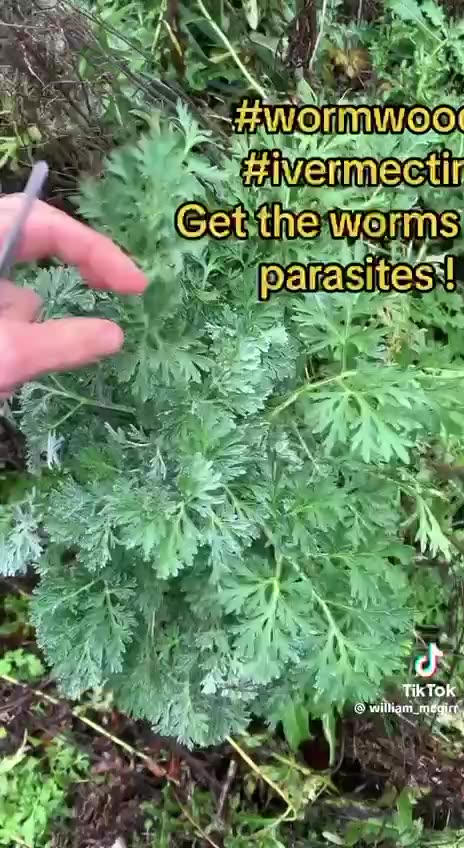 Wormwood Kills Parasites, Cancer, & Covid