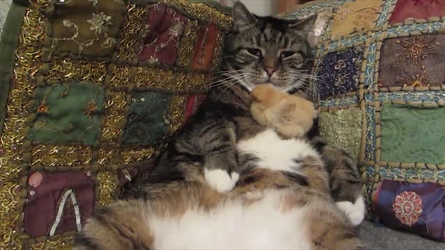 Baby chick naps on cat's belly