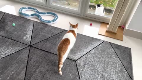 Neighbour's Cat Visits, My Cat Goes To See Him