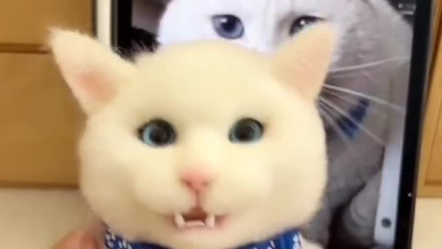 Hacer un hermoso gato blanco para todos hoy