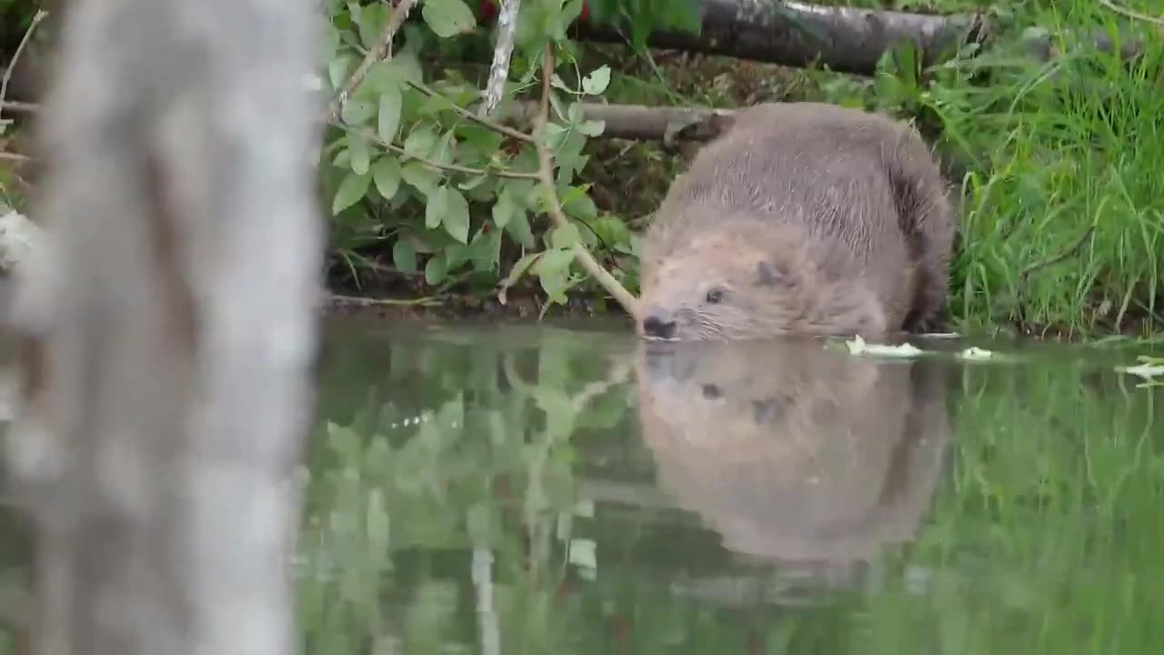 5 Animals that went EXTINCT but are now back in the UK!