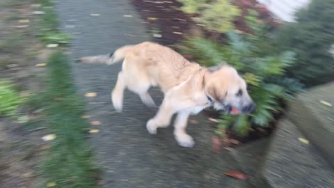 Shepadoodle Puppy insists on running through trees playing fetch