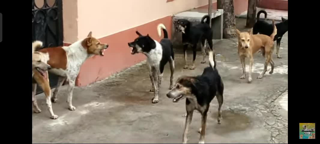 Dogs video