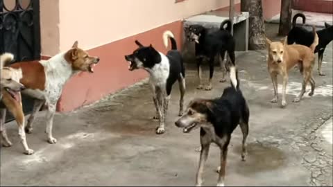 Dogs video