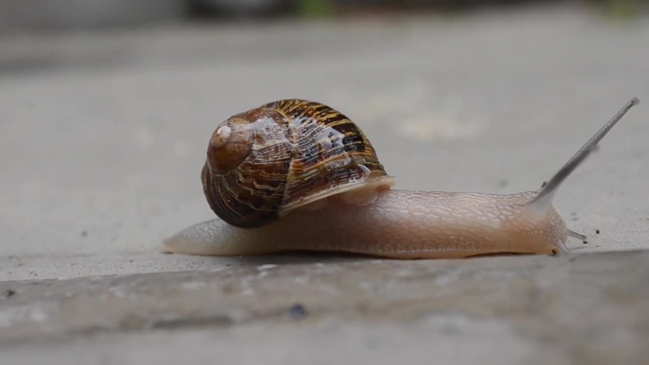 #Animal Reel for Kids, Kids Video, Kids short, child video, #Pet Lover #Snail