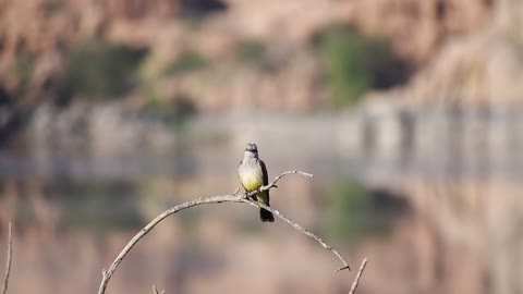 Cute bird sweet sound