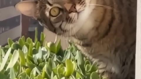 Cat video