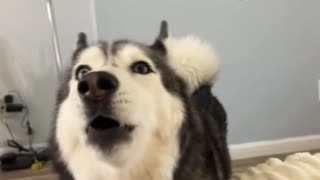 Meekathehusky says you should always remember to smile♥️♥️