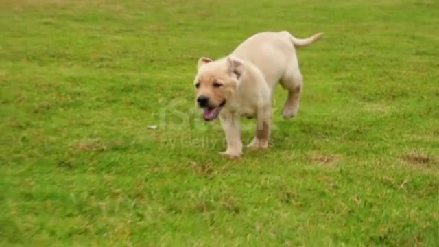 Lovely puppy Labrador running to the camera on the lawn, 4k❤️