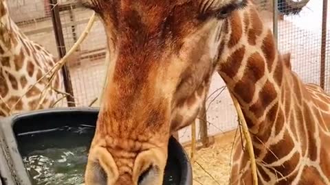 The giraffes enjoy a good soup 🍲 😋