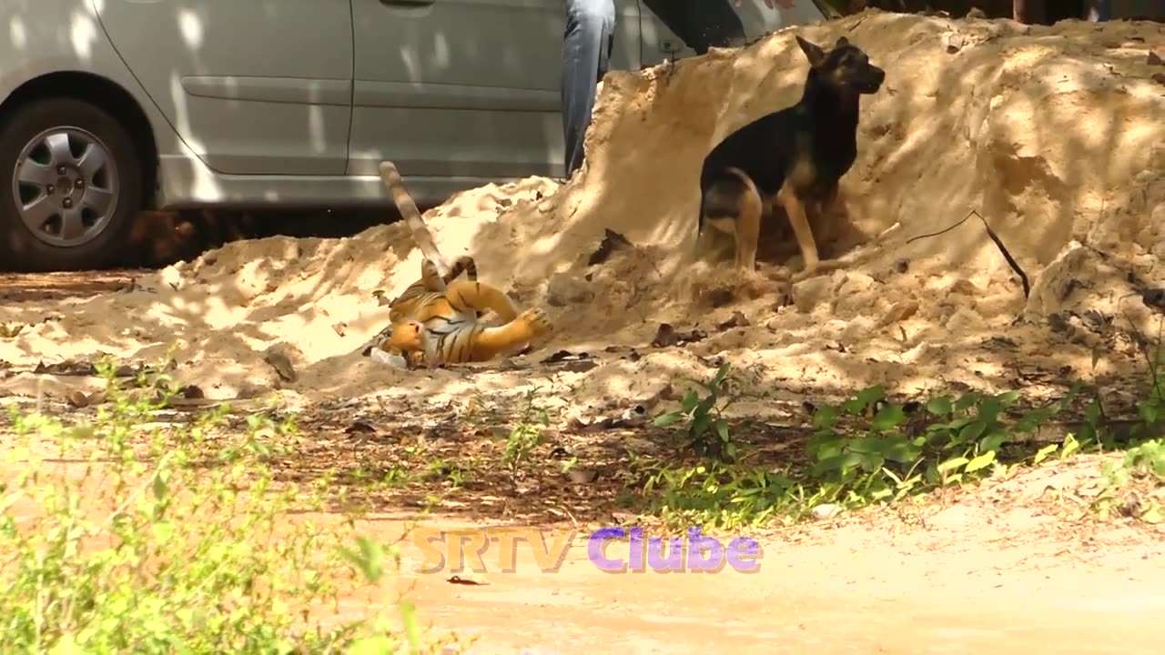 "Witness the Ultimate Fake Tiger vs Real Dog Prank in Cambodia!"