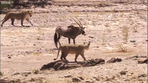 Young Lions Attack Oryx | BBC Earth