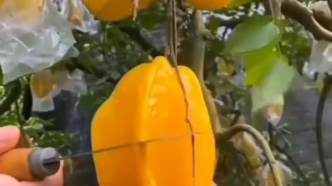 Harvesting mangoes in my small garden