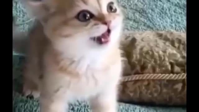 Funniest Cats 😹 - Don't try to hold back Laughter