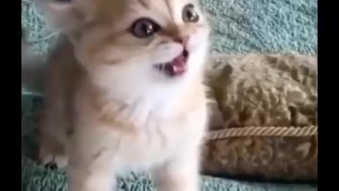 Funniest Cats 😹 - Don't try to hold back Laughter