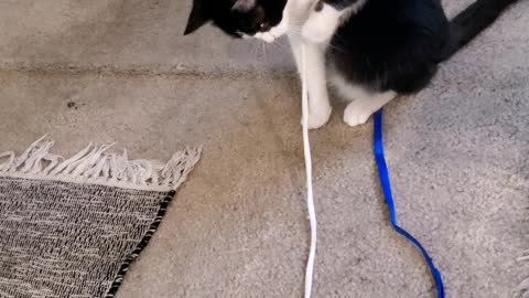 Funny cat playing with her shoestring