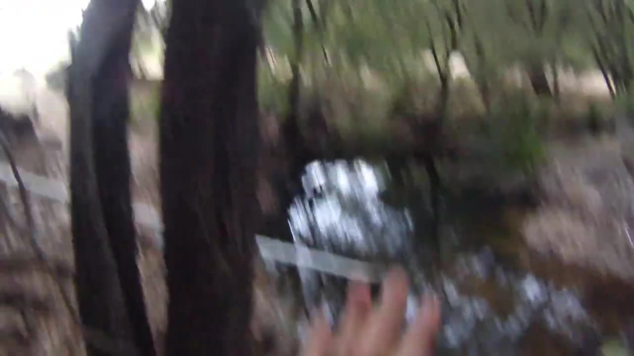 Australia #fishing Wild Brown #trout from tiny #creek