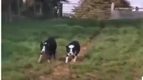 Border Collie. Wow do they work!!