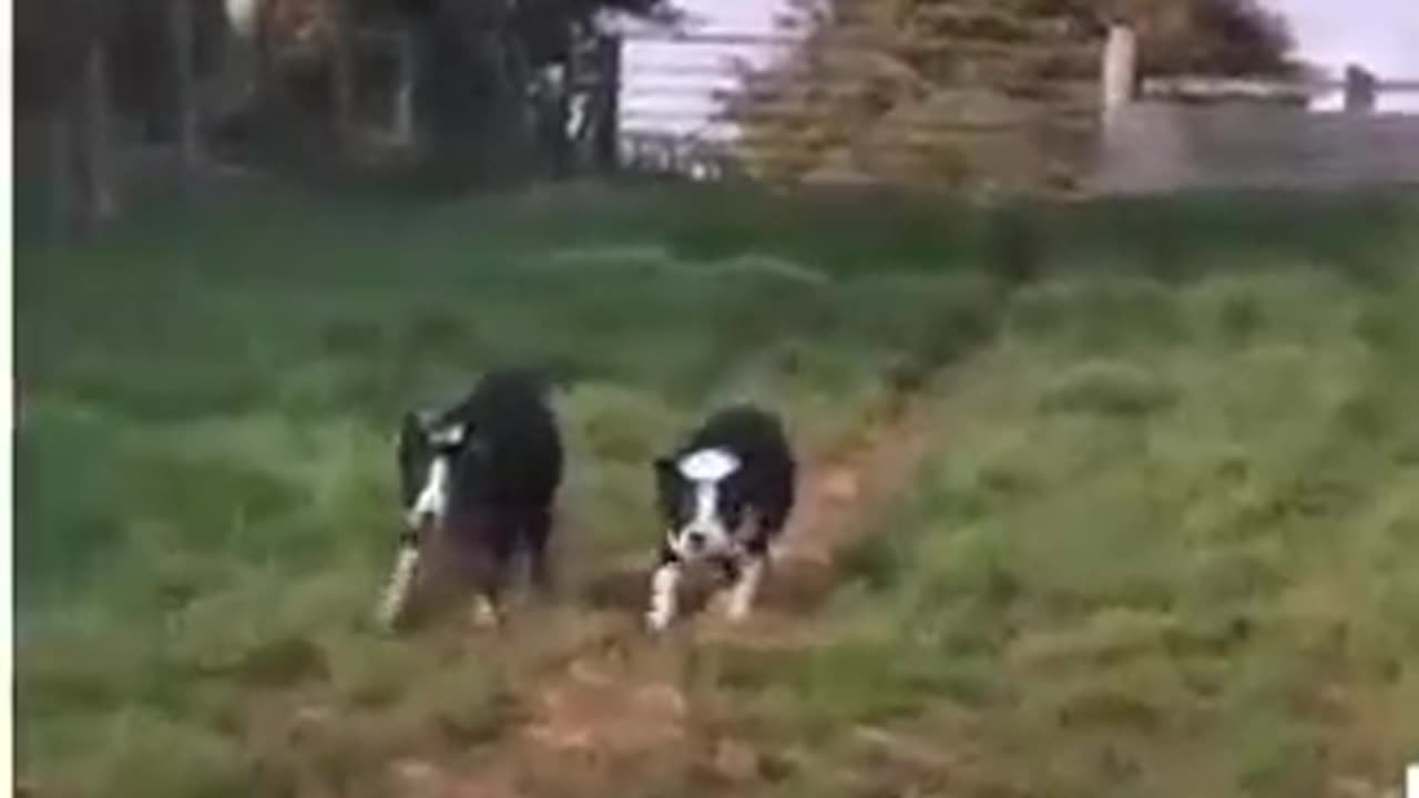 Border Collie. Wow do they work!!