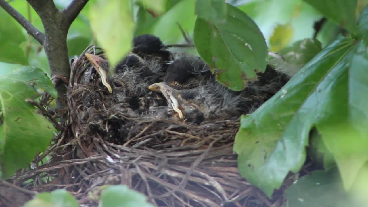 Birds Baby Birds Nest Bird Nest Tree Nature