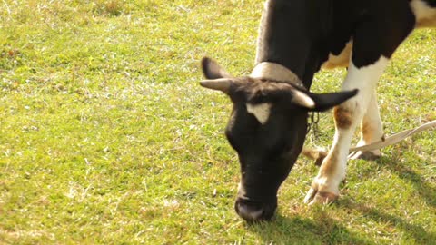 Quietly take a look at my farm on a leisurely afternoon