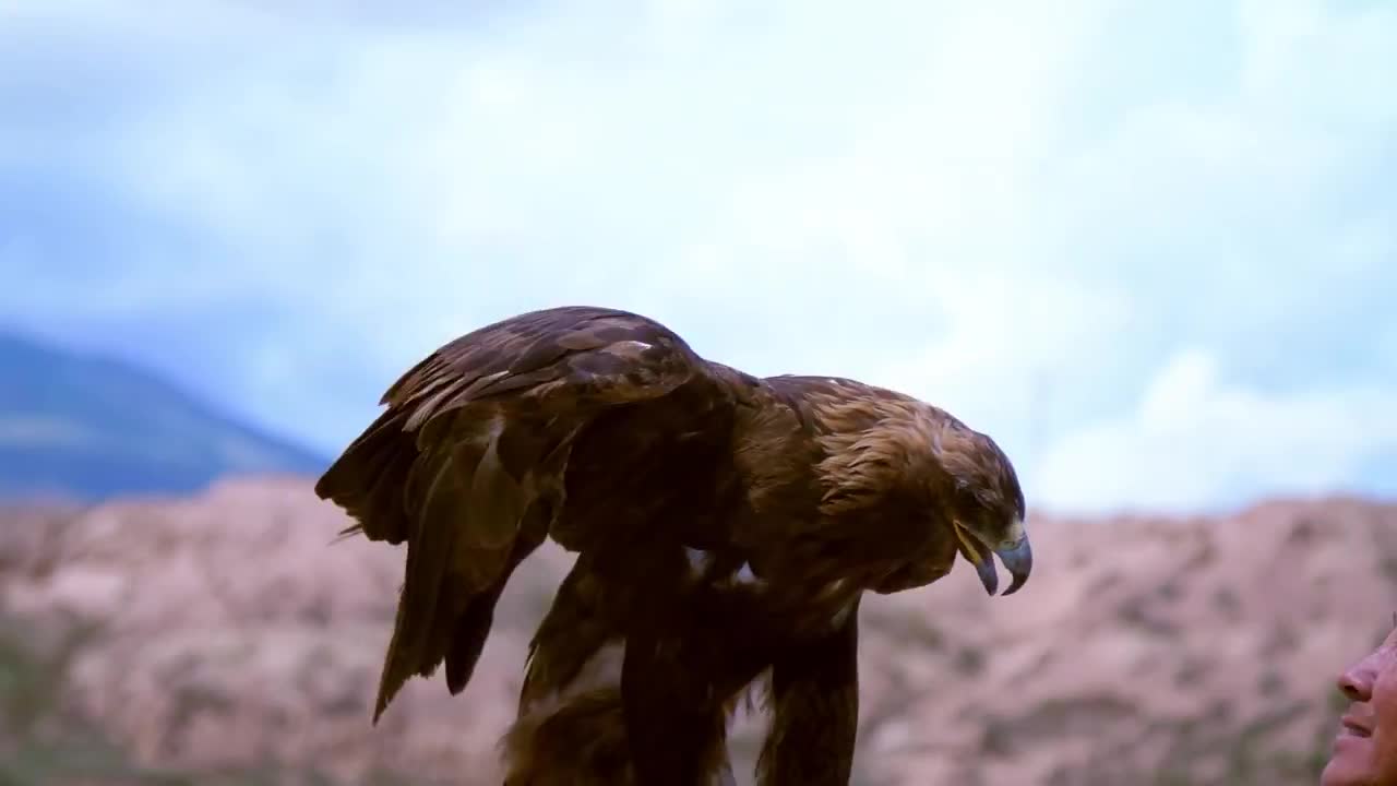 BALD EAGLE VS GOLDEN EAGLE - Which is more powerfull