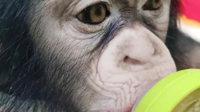 Lazy little baby chimp