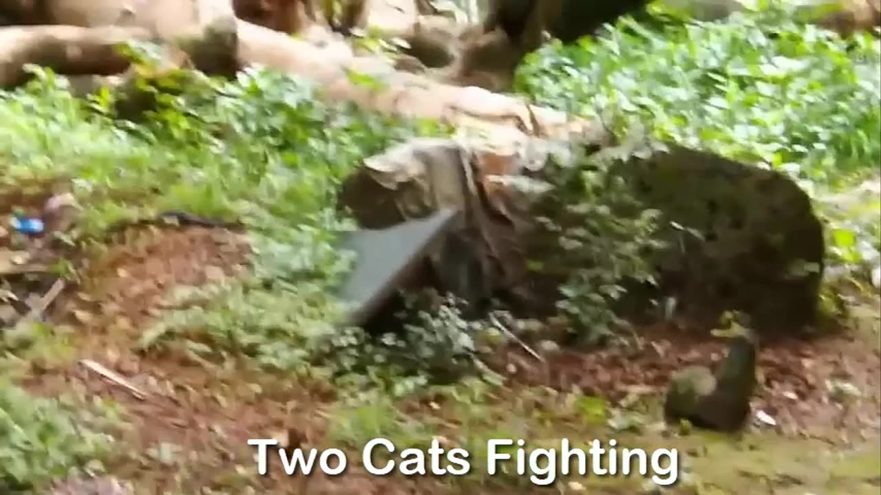 Two Cats Fighting