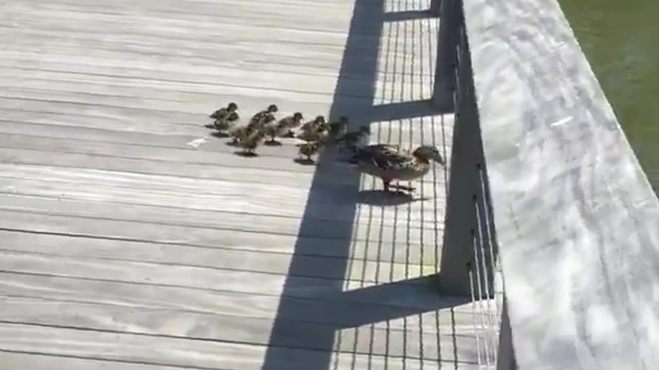 Mother duck teach how to swim