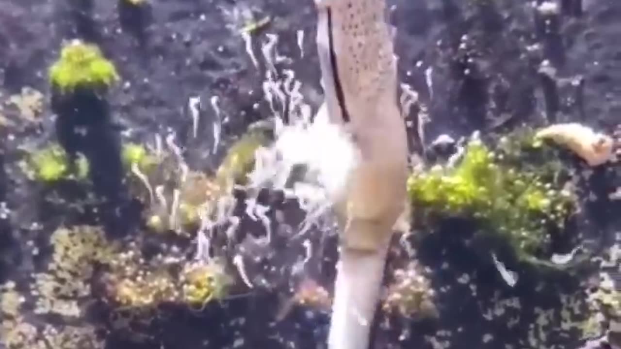 This is how male SEA HORSE gives birth to thousands babies! #shorts #seahorse