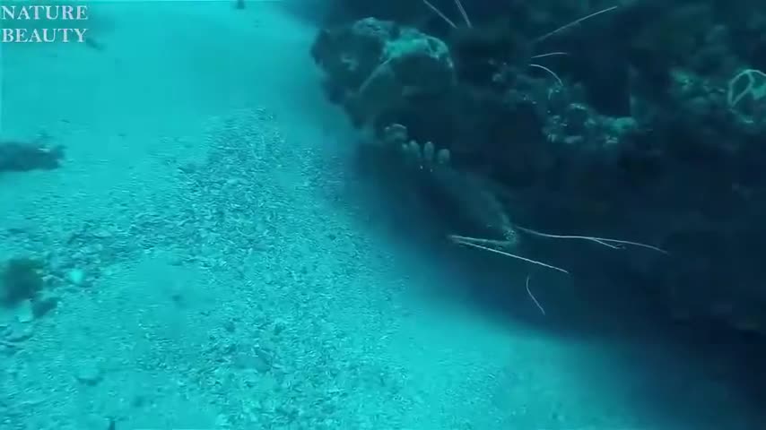 amazing fish catch