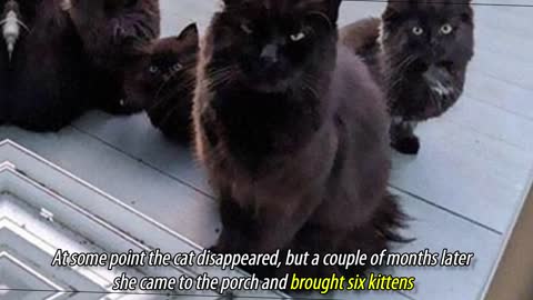 Stray Cat Brings All Her Kittens To A Woman Who Gave Her Food