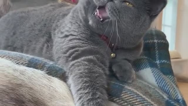 Big grey cat
