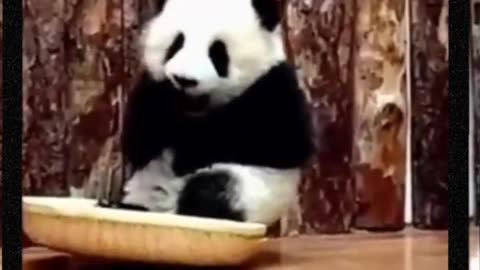 Funny panda