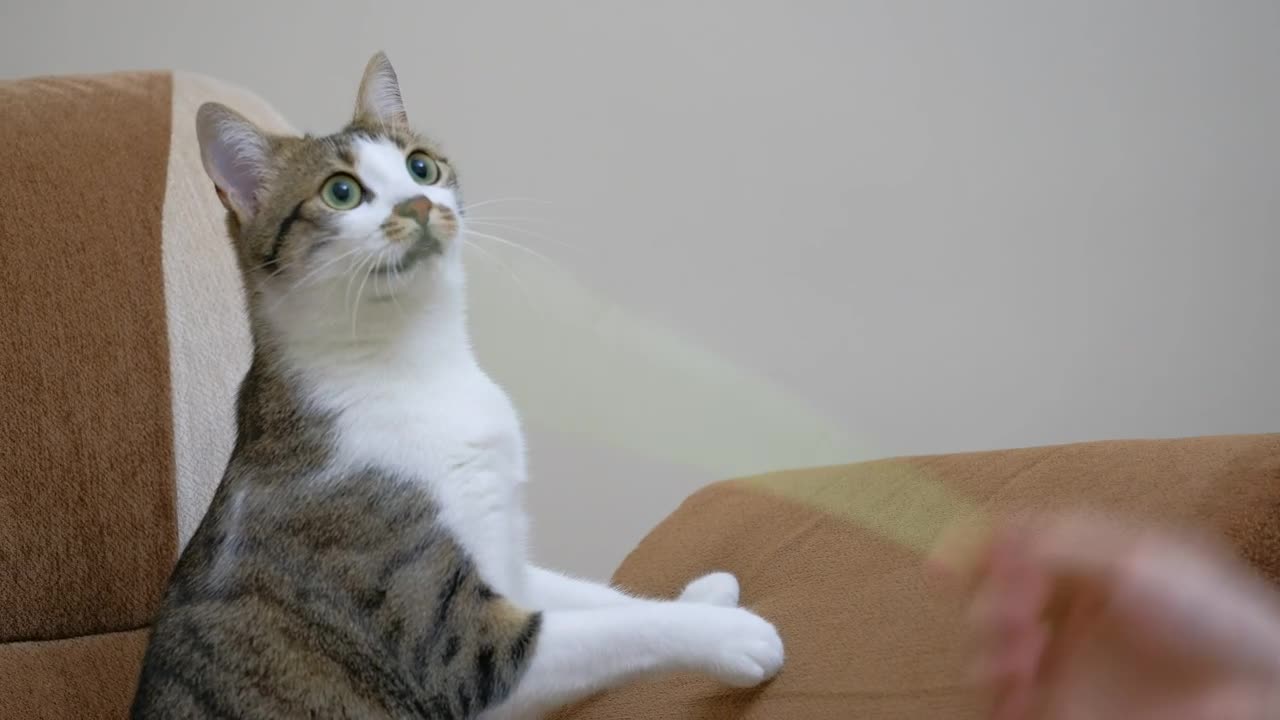 The UItimate Viral cat videos