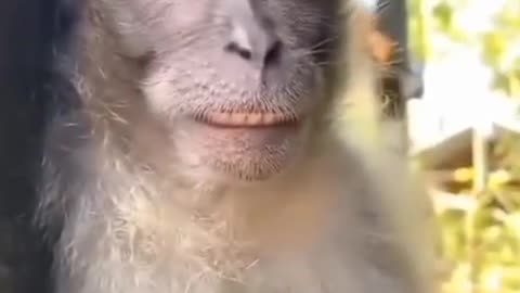 Funny animal video We sincerely hope you enjoy it;augh every day #funnycat 