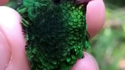 The hummingbird is a beautiful little bird