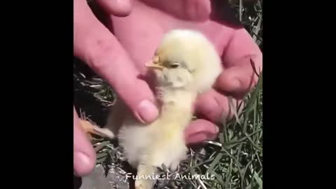 Cute and funny pets video 19