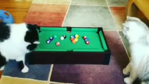 Two Big Cats playing Snooker