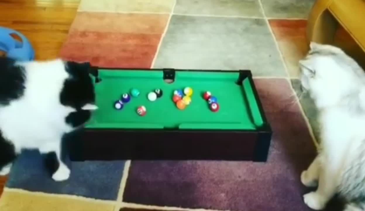 Two Big Cats playing Snooker